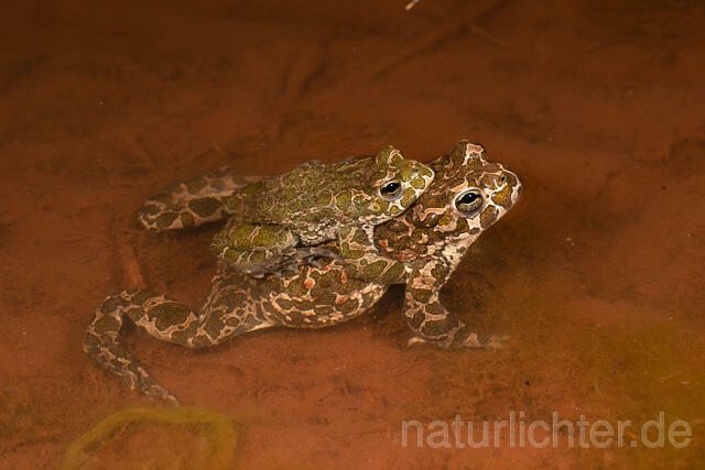 R13608 Wechselkröte, Balz, Paarung, Amplexus, European Green Toad mating - C.Robiller/Naturlichter.de