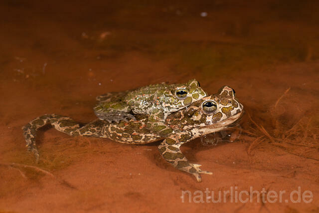 R13609 Wechselkröte, Balz, Paarung, Amplexus, European Green Toad mating - C.Robiller/Naturlichter.de
