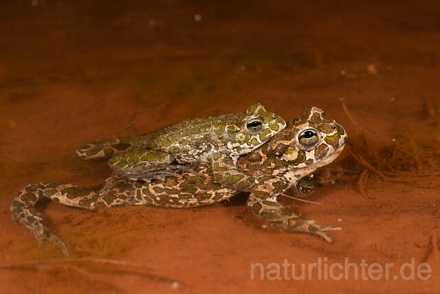 R13610 Wechselkröte, Balz, Paarung, Amplexus, European Green Toad mating - Christoph Robiller