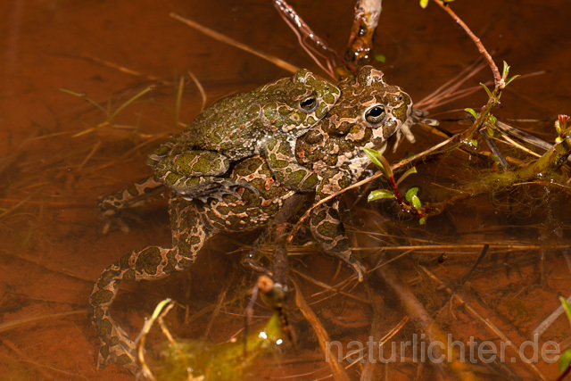 R13611 Wechselkröte, Balz, Paarung, Amplexus, European Green Toad mating - C.Robiller/Naturlichter.de
