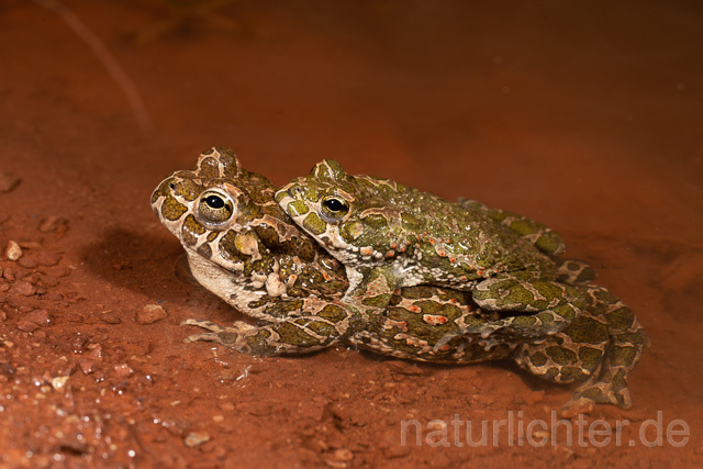 R13612 Wechselkröte, Balz, Paarung, Amplexus, European Green Toad mating - C.Robiller/Naturlichter.de