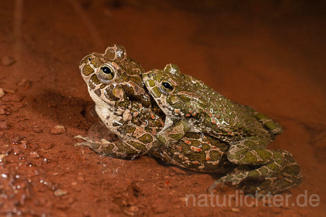 R13613 Wechselkröte, Balz, Paarung, Amplexus, European Green Toad mating - C.Robiller/Naturlichter.de