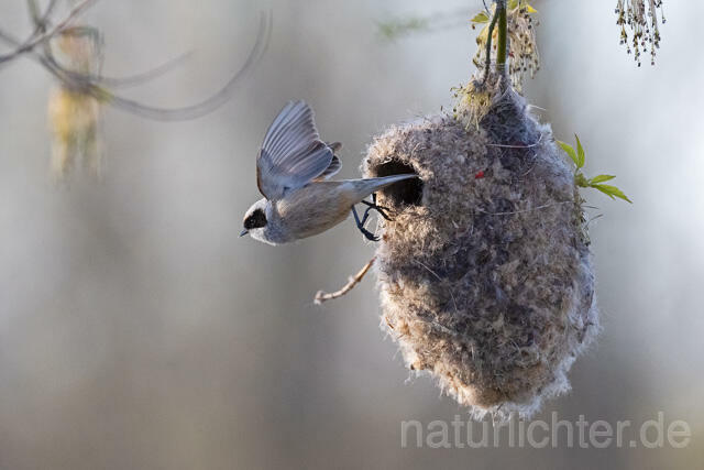 R13614 Beutelmeise am Nest fliegend, European Penduline Tit at nest flying