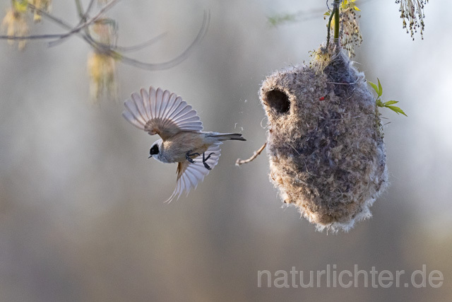R13615 Beutelmeise am Nest fliegend, European Penduline Tit at nest flying - Christoph Robiller