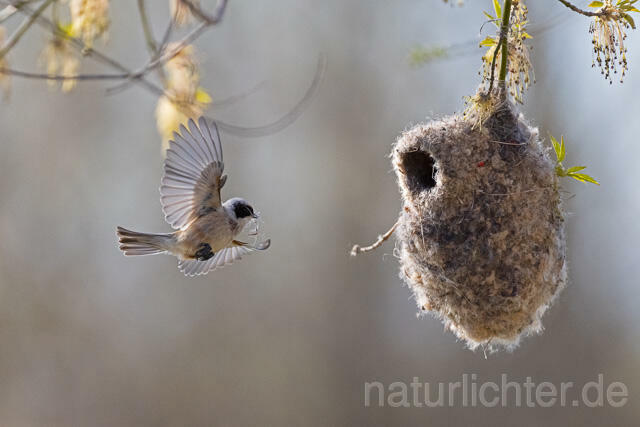 R13617 Beutelmeise am Nest fliegend, European Penduline Tit at nest flying - Christoph Robiller