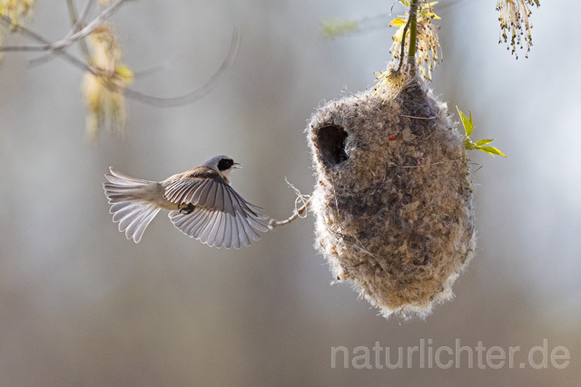 R13618 Beutelmeise am Nest fliegend, European Penduline Tit at nest flying - Christoph Robiller