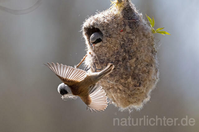 R13621 Beutelmeise, Paar am Nest, European Penduline Tit at nest