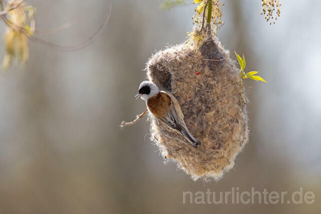 R13622 Beutelmeise am Nest, European Penduline Tit at nest