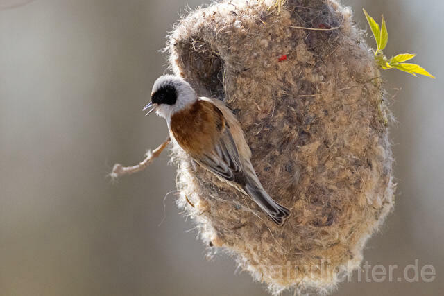 R13623 Beutelmeise am Nest, European Penduline Tit at nest