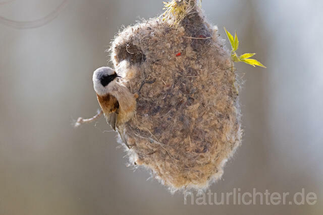 R13626 Beutelmeise am Nest, European Penduline Tit at nest