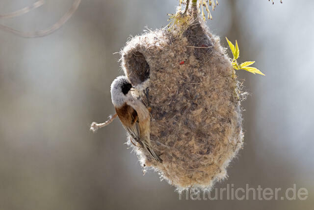 R13627 Beutelmeise am Nest, European Penduline Tit at nest