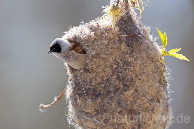 R13628 Beutelmeise am Nest, European Penduline Tit at nest