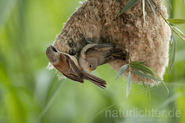 R13673 Beutelmeise, ausgeflogene Junge am Nest, European Penduline Tit fledgling at nest - C.Robiller/Naturlichter.de