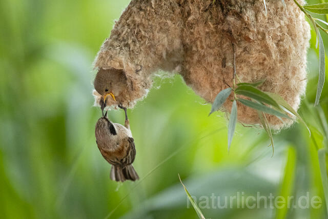 R13674 Beutelmeise, ausgeflogene Junge am Nest, European Penduline Tit fledgling at nest - Christoph Robiller