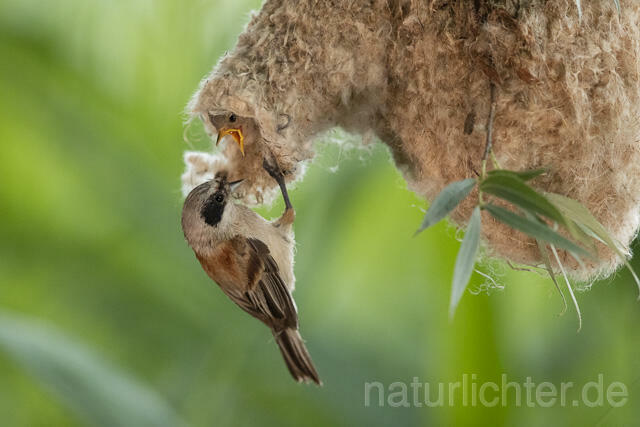 R13675 Beutelmeise, am Nest, European Penduline Tit at nest - C.Robiller/Naturlichter.de