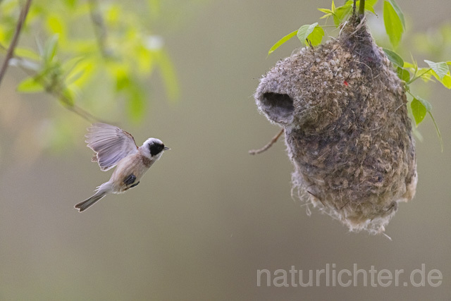 R13638 Beutelmeise im Flug am Nest, European Penduline Tit flying at nest