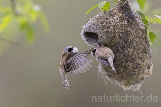 R13640 Beutelmeise im Flug am Nest, European Penduline Tit flying at nest
