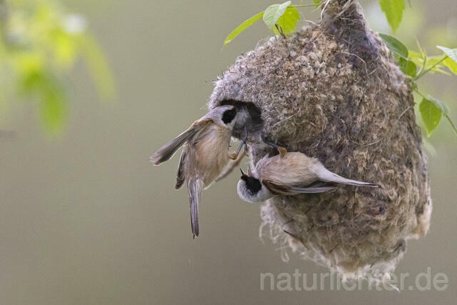 R13641 Beutelmeise im Flug am Nest, European Penduline Tit flying at nest