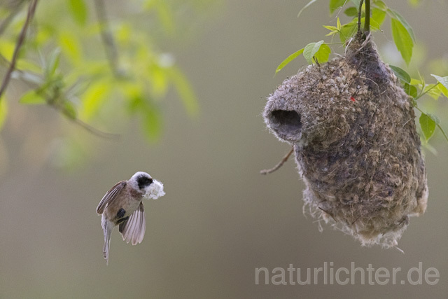 R13642 Beutelmeise im Flug am Nest, European Penduline Tit flying at nest - Christoph Robiller