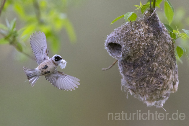 R13649 Beutelmeise im Flug am Nest, European Penduline Tit flying at nest - Christoph Robiller