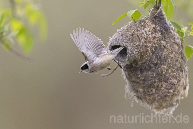 R13656 Beutelmeise im Flug am Nest, European Penduline Tit flying at nest