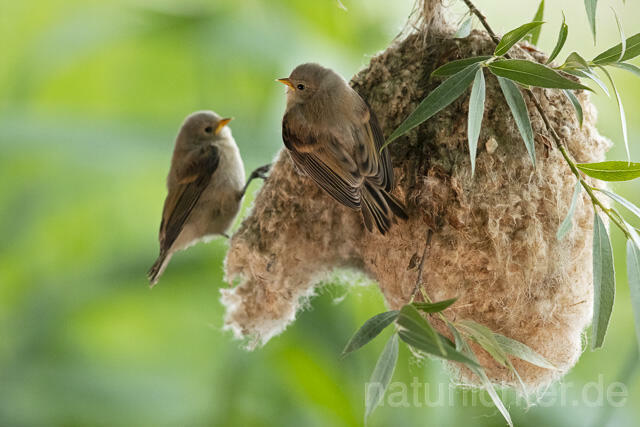 R13658 Beutelmeise, ausgeflogene Junge am Nest, European Penduline Tit fledgling at nest - C.Robiller/Naturlichter.de