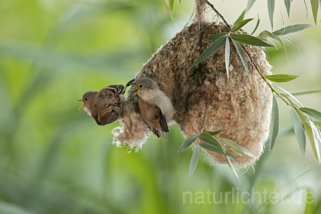 R13659 Beutelmeise, ausgeflogene Junge am Nest, European Penduline Tit fledgling at nest - C.Robiller/Naturlichter.de