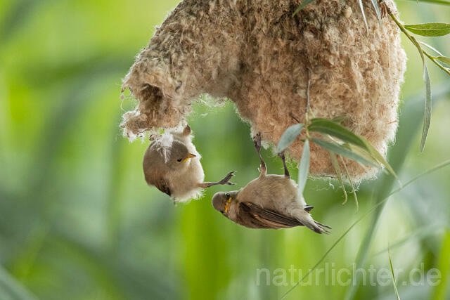 R13661 Beutelmeise, ausgeflogene Junge am Nest, European Penduline Tit fledgling at nest - Christoph Robiller