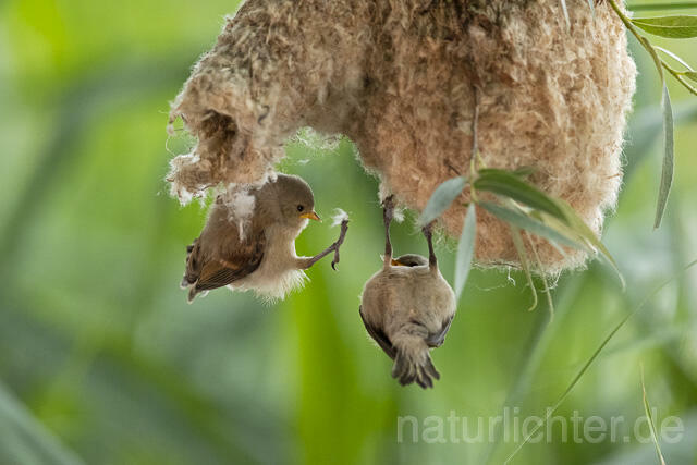 R13662 Beutelmeise, ausgeflogene Junge am Nest, European Penduline Tit fledgling at nest - C.Robiller/Naturlichter.de