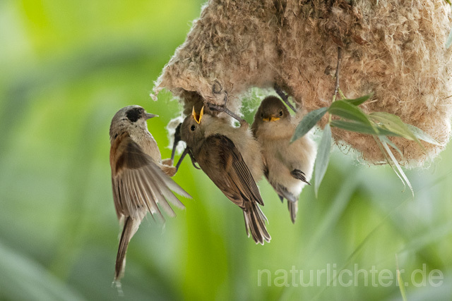 R13663 Beutelmeise, ausgeflogene Junge am Nest, European Penduline Tit fledgling at nest - C.Robiller/Naturlichter.de