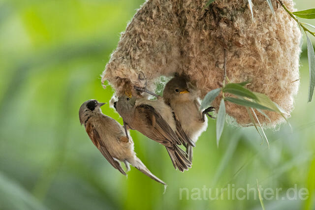 R13664 Beutelmeise, ausgeflogene Junge am Nest, European Penduline Tit fledgling at nest - C.Robiller/Naturlichter.de