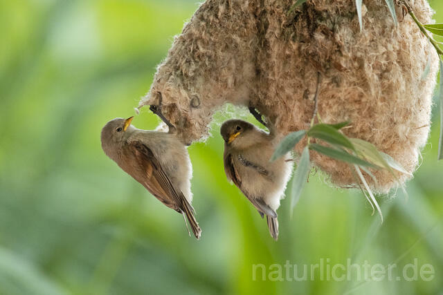 R13665 Beutelmeise, ausgeflogene Junge am Nest, European Penduline Tit fledgling at nest - C.Robiller/Naturlichter.de