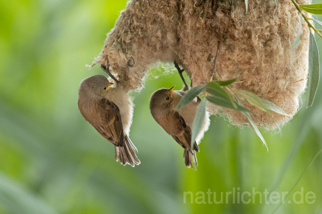 R13666 Beutelmeise, ausgeflogene Junge am Nest, European Penduline Tit fledgling at nest - C.Robiller/Naturlichter.de