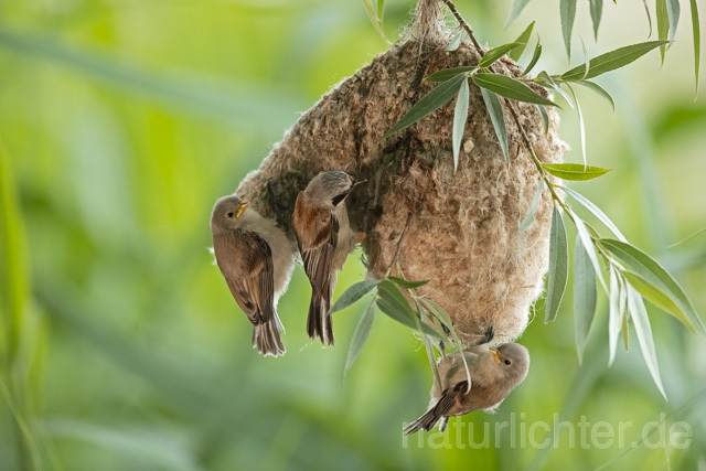 R13667 Beutelmeise, ausgeflogene Junge am Nest, European Penduline Tit fledgling at nest - C.Robiller/Naturlichter.de