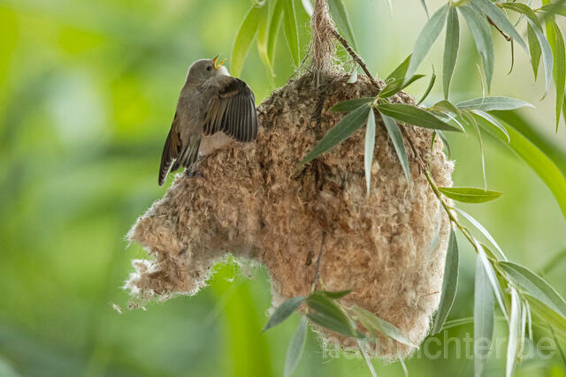 R13668 Beutelmeise, ausgeflogene Junge am Nest, European Penduline Tit fledgling at nest - Christoph Robiller