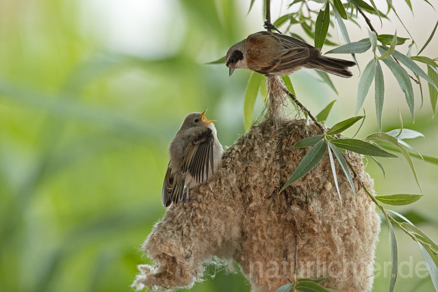 R13669 Beutelmeise, ausgeflogene Junge am Nest, European Penduline Tit fledgling at nest - C.Robiller/Naturlichter.de