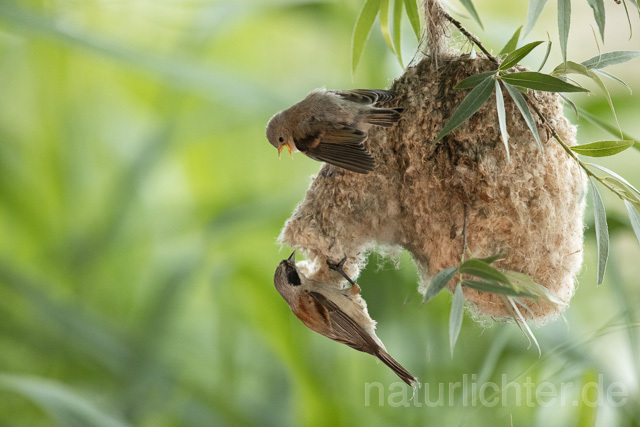 R13671 Beutelmeise, ausgeflogene Junge am Nest, European Penduline Tit fledgling at nest - C.Robiller/Naturlichter.de
