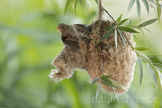 R13672 Beutelmeise, ausgeflogene Junge am Nest, European Penduline Tit fledgling at nest - C.Robiller/Naturlichter.de