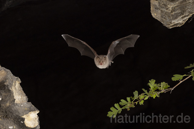 R13726 Kleine Hufeisennase im Flug, Thüringen, Lesser Horseshoe Bat flying, Thuringia - Christoph Robiller