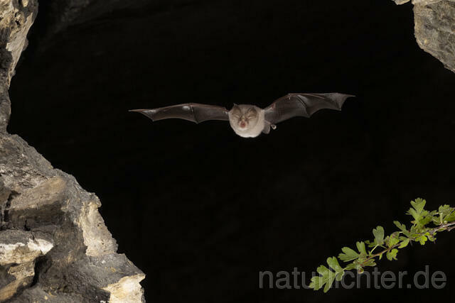 R13730 Kleine Hufeisennase im Flug, Thüringen, Lesser Horseshoe Bat flying, Thuringia - Christoph Robiller