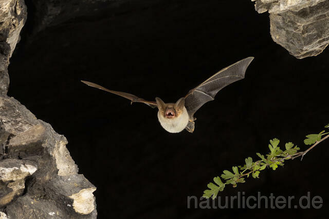 R13733 Großes Mausohr im Flug, Greater Mouse-eared Bat flying