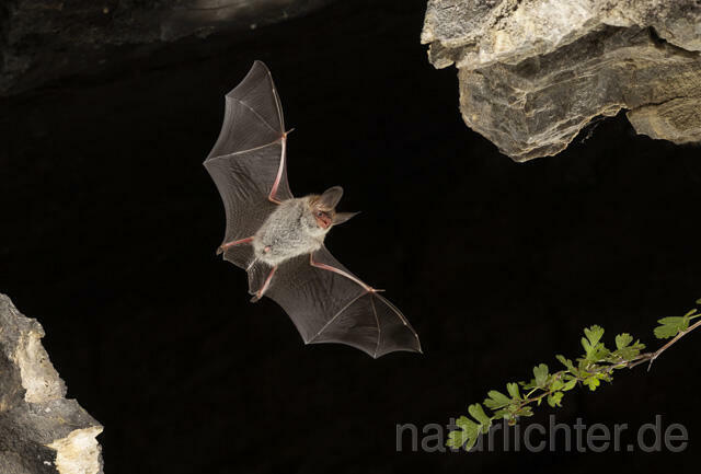 R13735 Bechsteinfledermaus im Flug, Thüringen, Bechstein's Bat flying