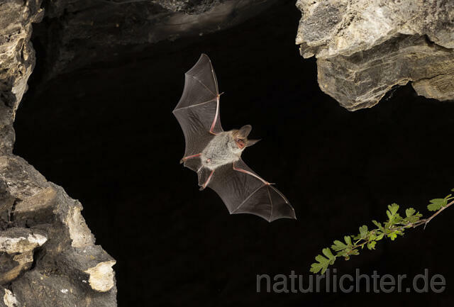 R13734 Bechsteinfledermaus im Flug, Thüringen, Bechstein's Bat flying