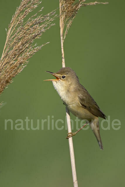 R13763 Sumpfrohrsänger singend, Marsh Warbler