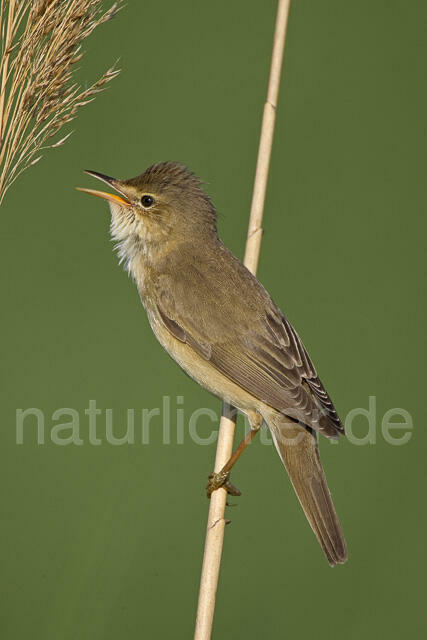 R13759 Sumpfrohrsänger singend, Marsh Warbler