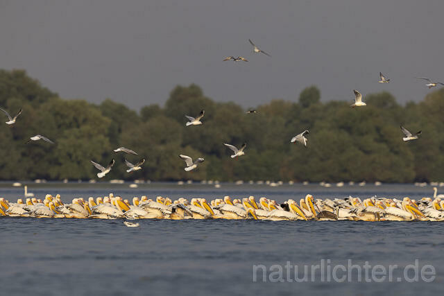 R13768 Rosapelikane im Schwarm fischend, Great white pelican fishing