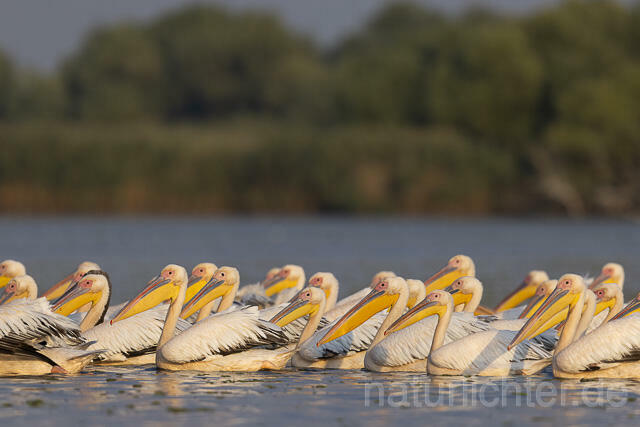 R13773 Rosapelikane, Great white pelican - Christoph Robiller