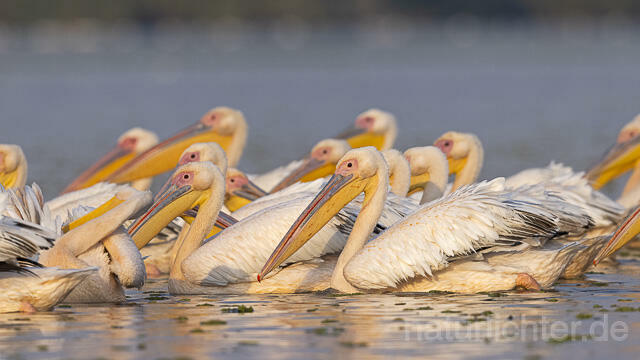 R13775 Rosapelikane, Great white pelican - Christoph Robiller