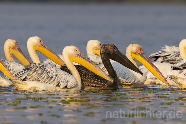 R13776 Rosapelikane mit Jungvogel, Great white pelican and juvenile - Christoph Robiller