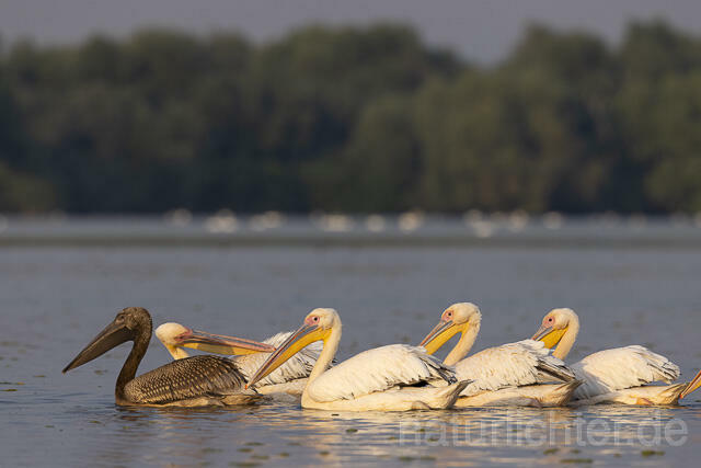 R13778 Rosapelikane mit Jungvogel, Great white pelican and juvenile - Christoph Robiller